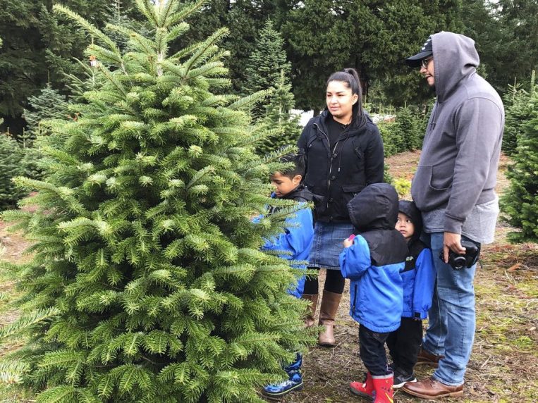 U.S. Christmas tree farmers combat popularity of artificial trees