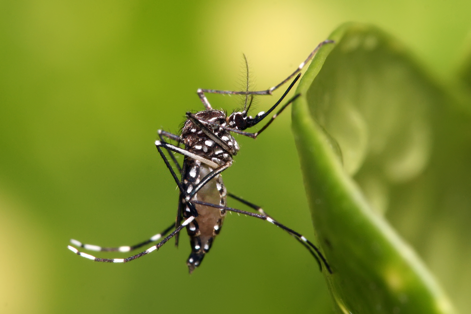 Puerto Rico declares epidemic following spike in dengue cases
