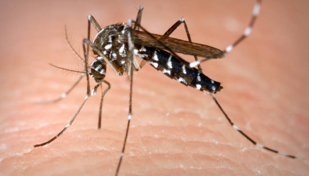 PAHO calls for collective action in response to record increase in dengue cases in the Americas