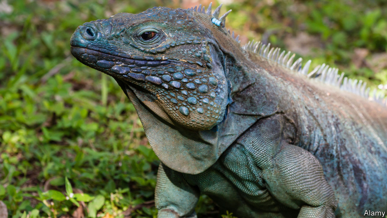 More hunters sign up for iguana cull in Cayman Islands