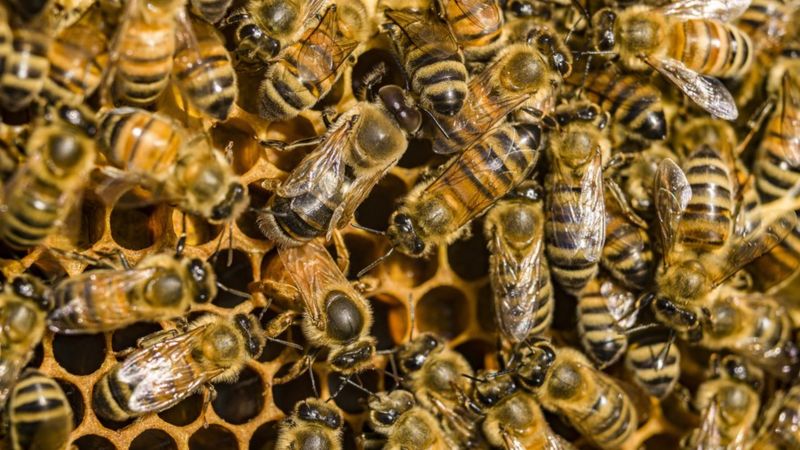 Honeybee venom ‘kills some breast cancer cells’