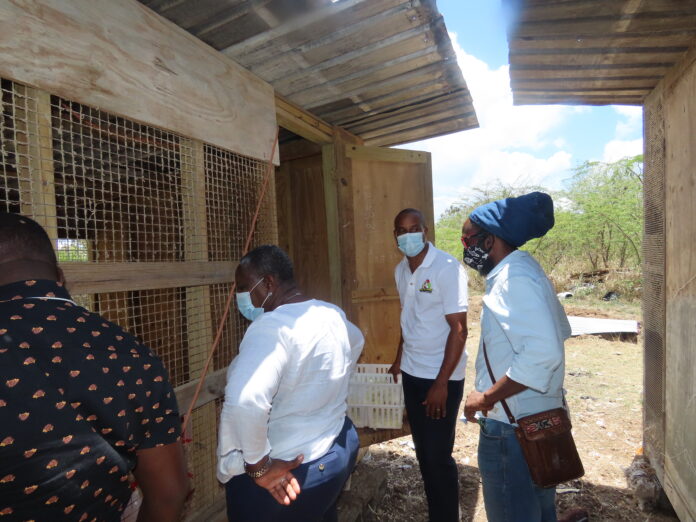 Poultry production on upward swing in Antigua and Barbuda