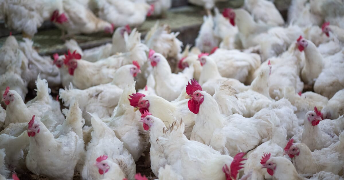 Chicken heist at Seventh-Day Adventist School sparks investigation