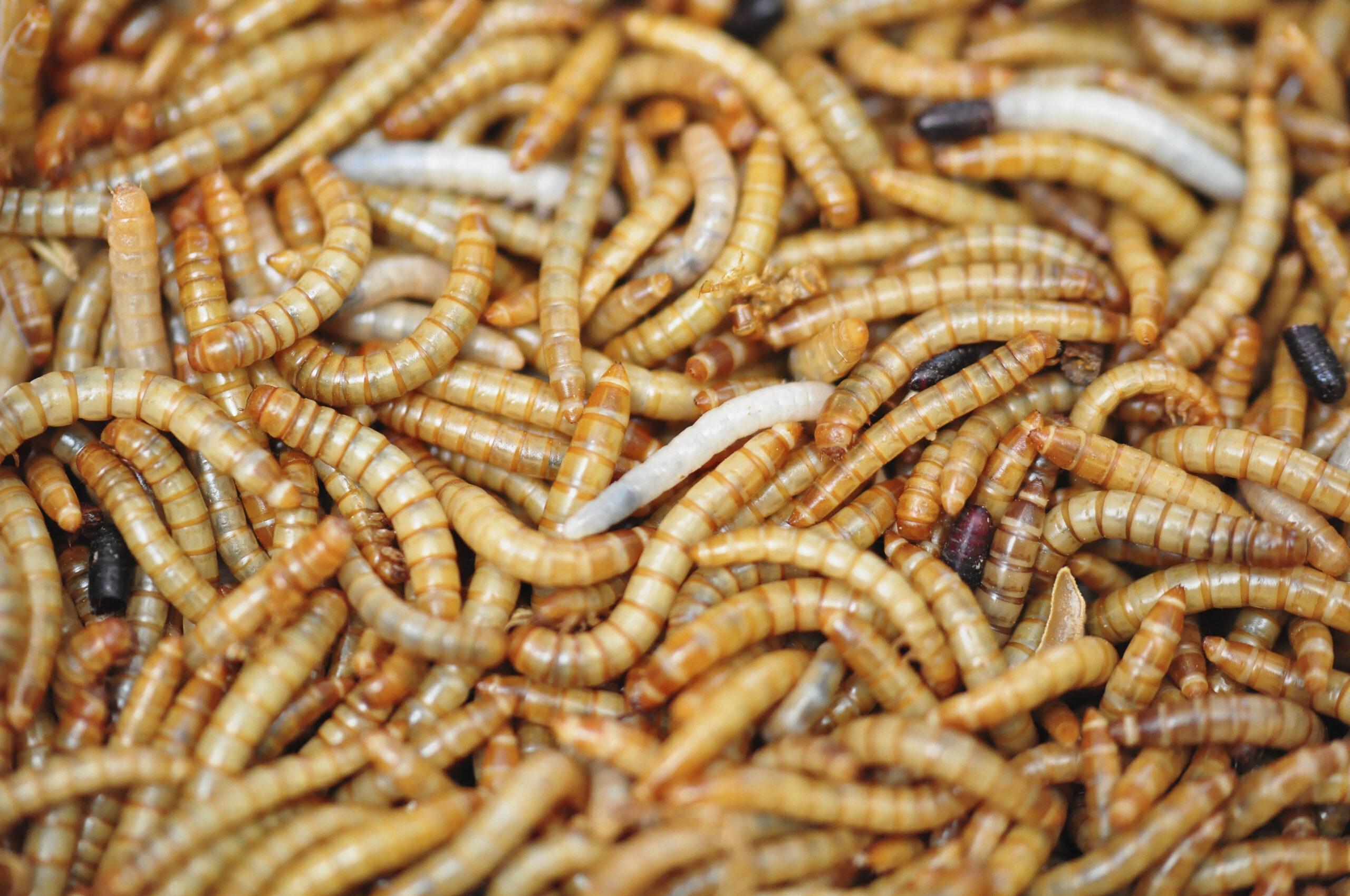 Insects, a future source of valuable animal feed in the Caribbean