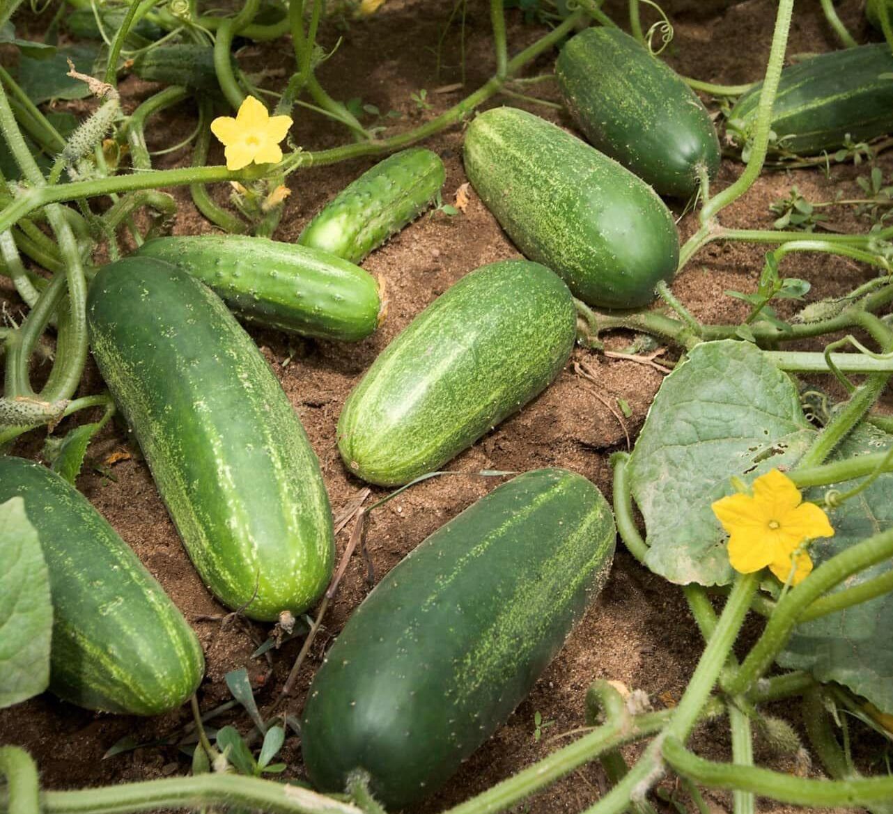 Facts about cucumbers