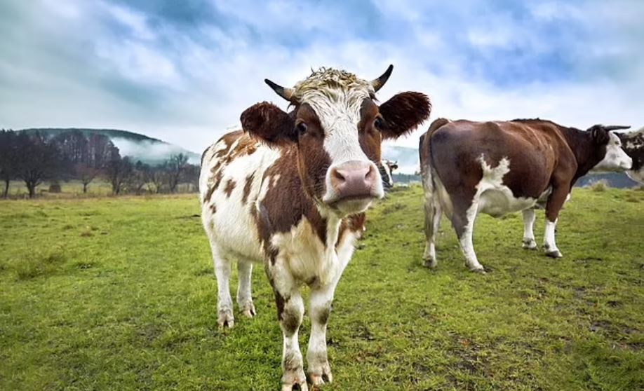 Cow snot could protect from STIs including HIV and herpes
