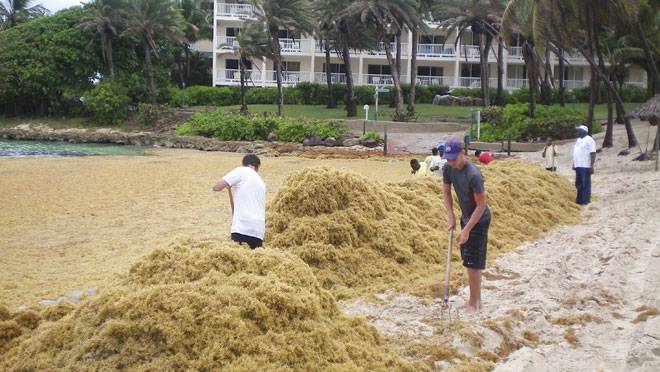 Large mass of seaweed threatens Caribbean tourism