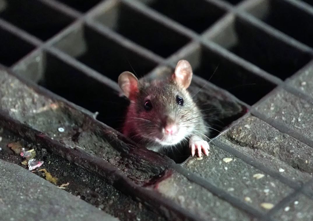 Rats carry COVID-19: ‘Could pose a risk to humans,’ new study says