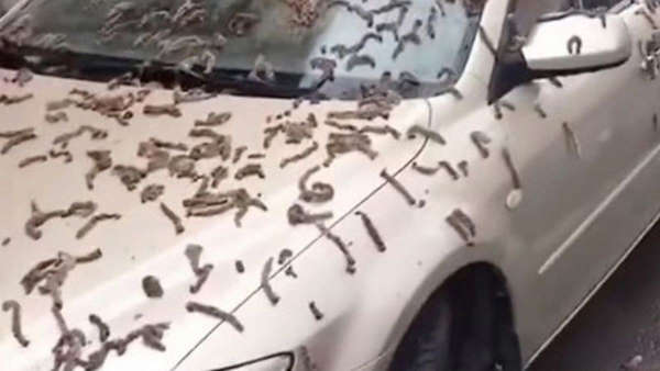 ‘Worms rain’ down in China, residents urged to find shelter