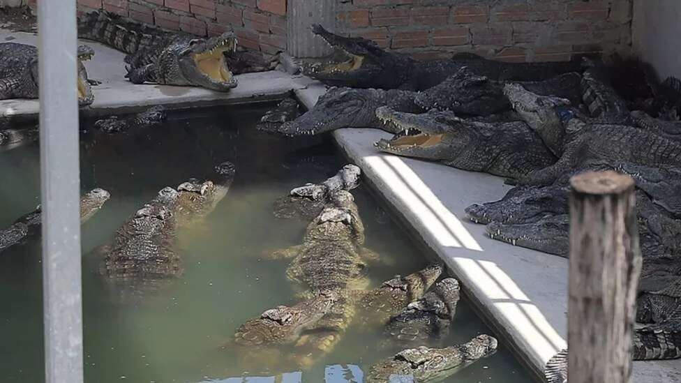 Cambodian man torn apart by 40 crocodiles after falling into enclosure