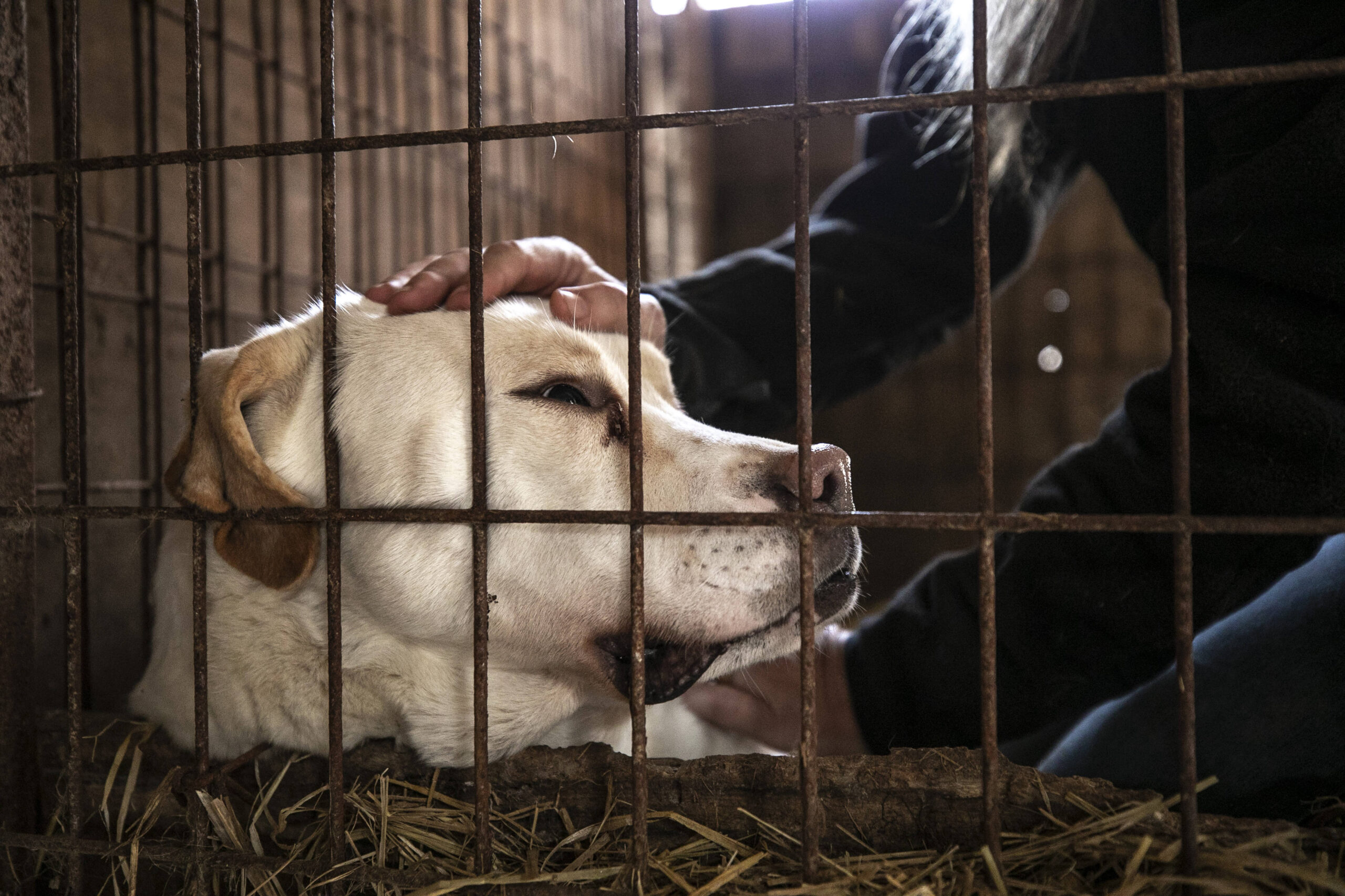 South Korean dog meat farmers push back against growing moves to outlaw their industry