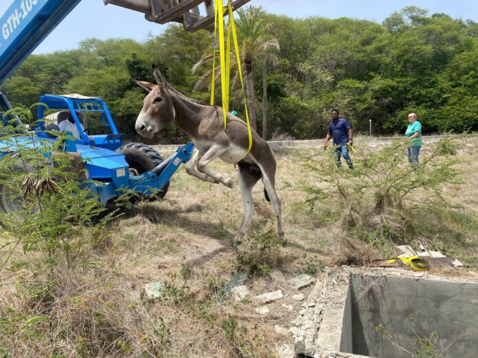 Antigua’s Donkey Sanctuary Rescues Donkey from Deep Manhole with Community Support