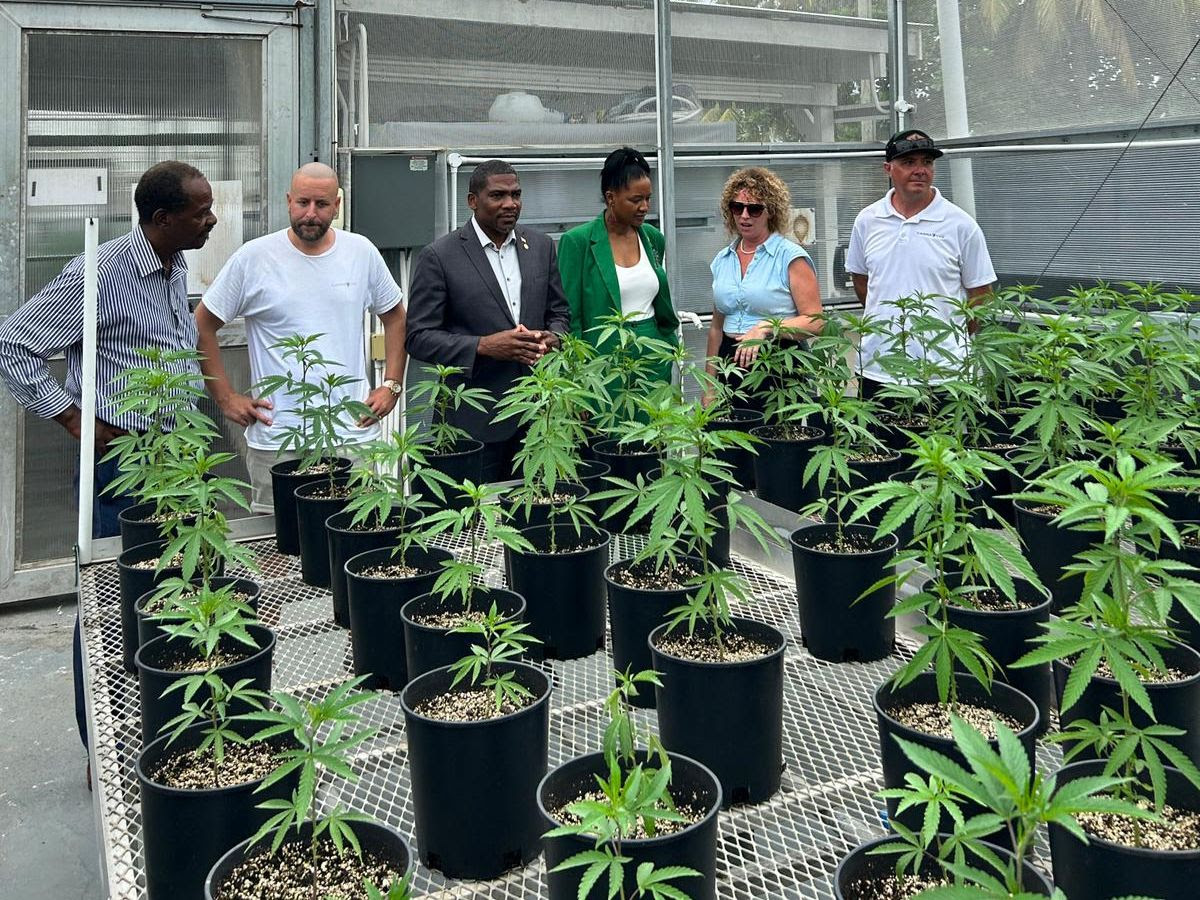 St Kitts-Nevis PM explores medicinal cannabis innovations at farm in SVG