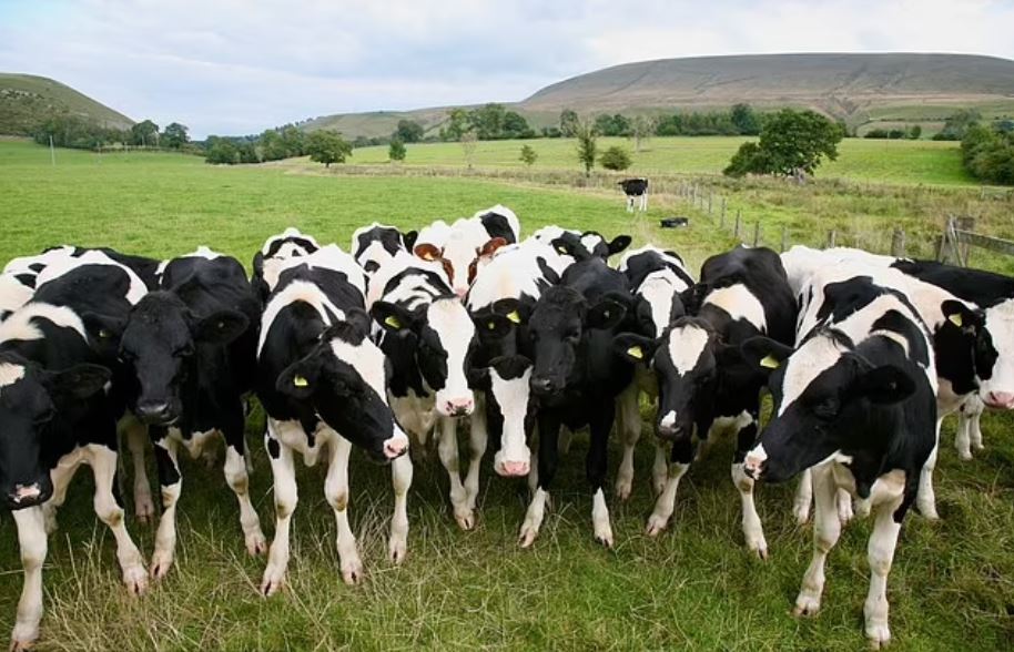 Woman trampled to death by cows while walking dogs