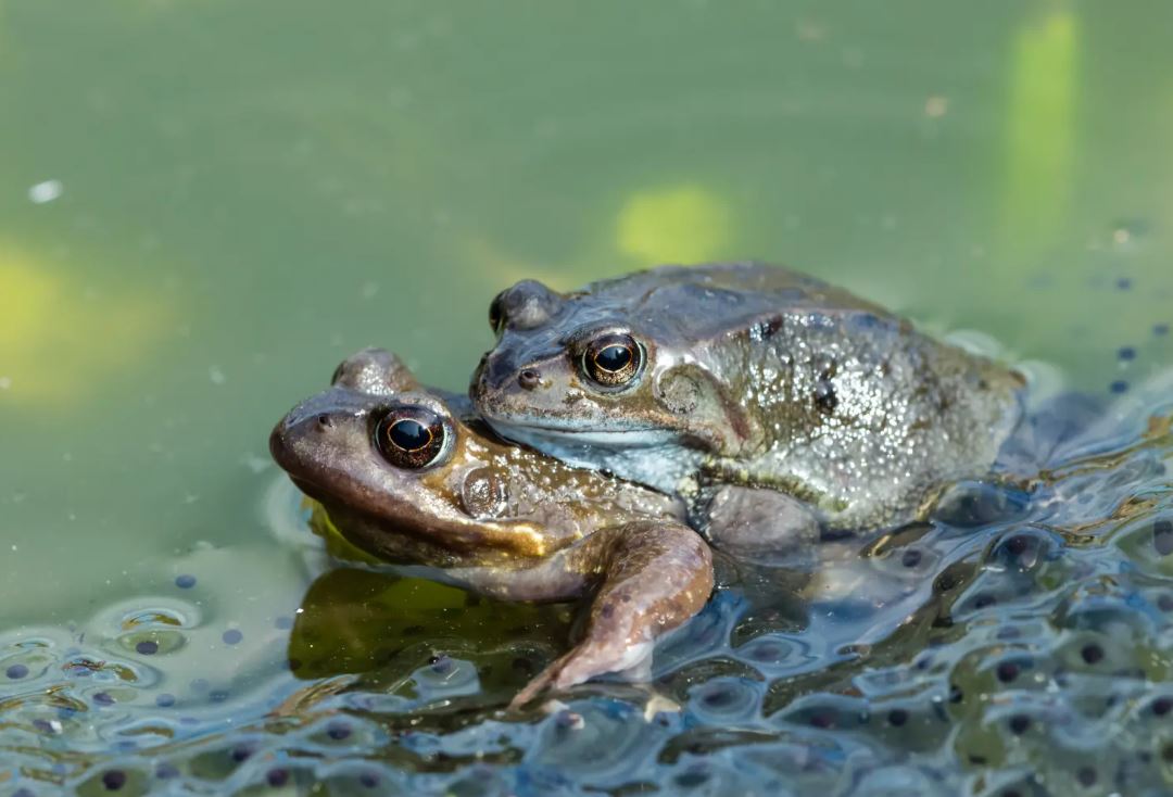 Female frogs fake their deaths to avoid having sex: study