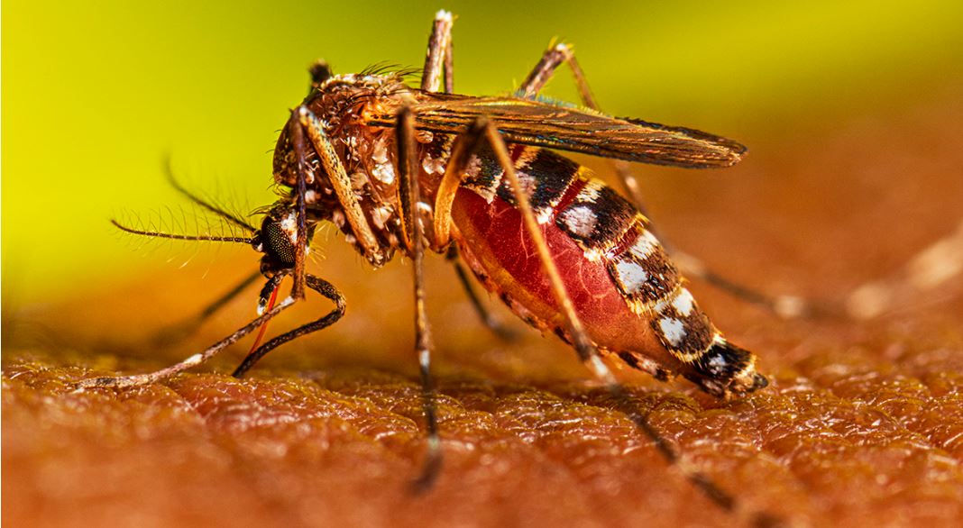 UPP urges local dengue updates, DoE offers mosquito traps