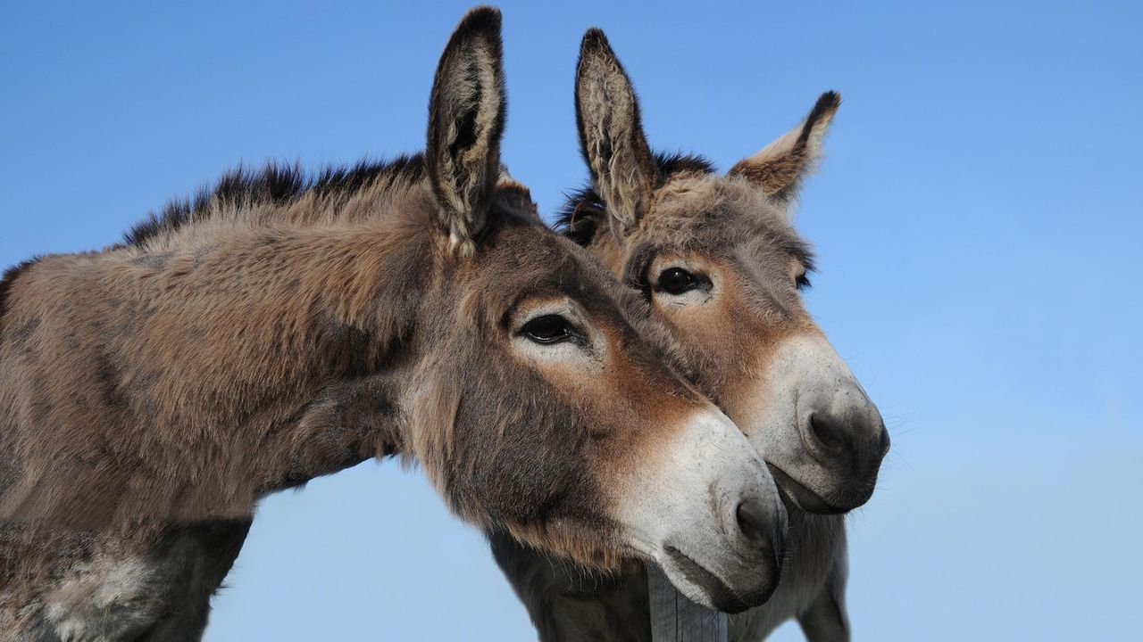 The Cruel Eijao Trade Kills Millions of Donkeys Every Year